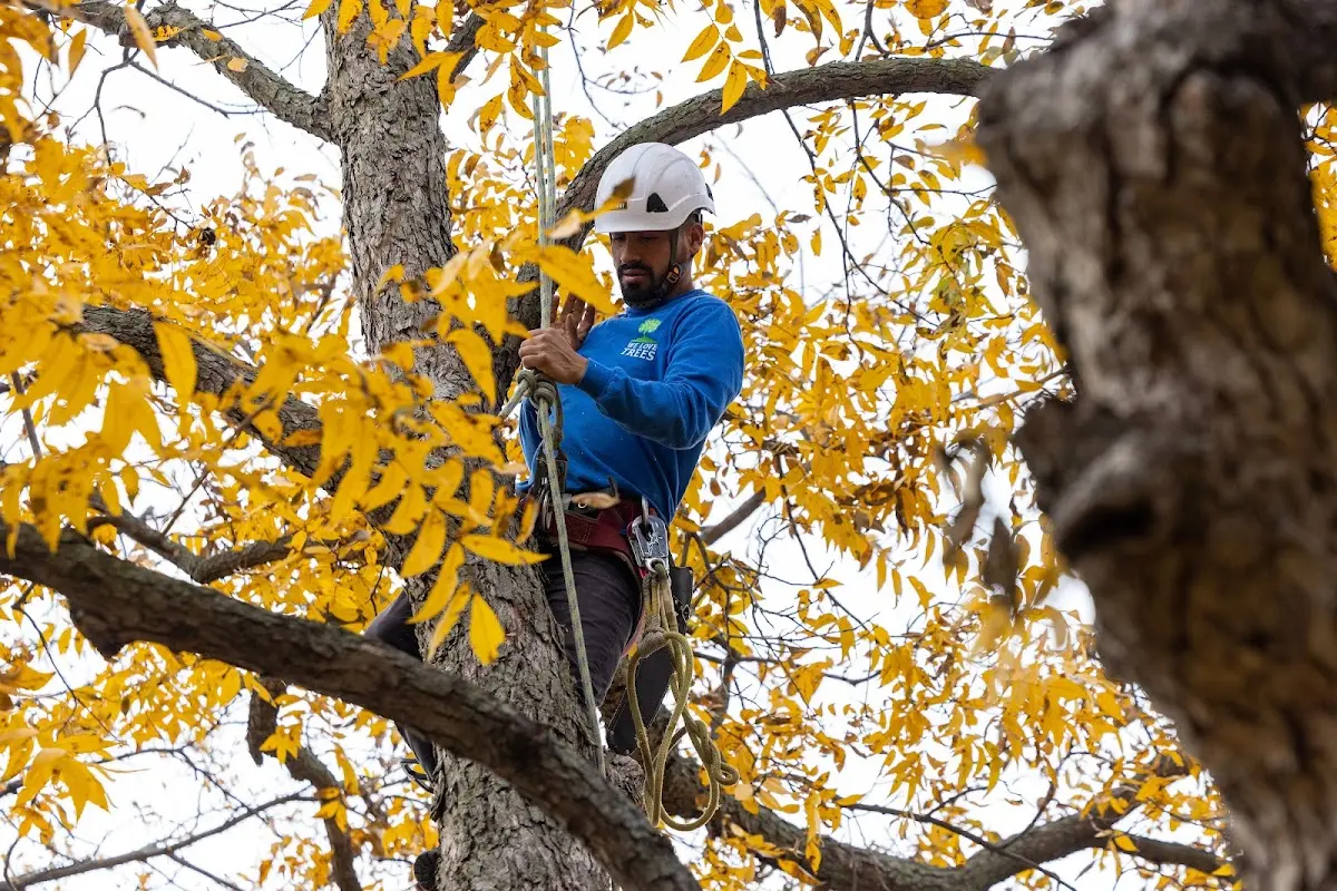 Skilled Tree Pruning crew working in Greenwich